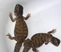 Baby Mali Uromastyx