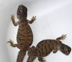 Baby Mali Uromastyx