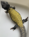 Baby Mali Uromastyx