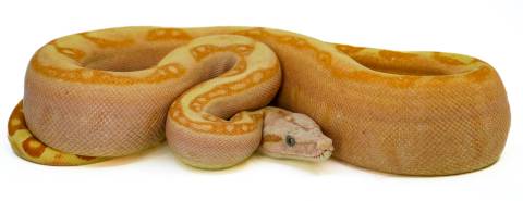 Small VPI Sunglow Labyrinth Colombian Boas