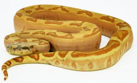 Small Hypo Labyrinth Colombian Boas