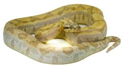 Small Ghost Labyrinth Colombian Boas