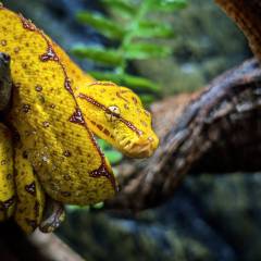 Baby Cyclops Mountain Green Tree Pythons