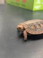 Small Pancake Tortoise
