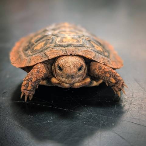 Small Pancake Tortoise