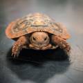 Small Pancake Tortoise