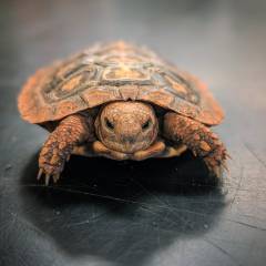Small Pancake Tortoise