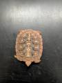 Small Pancake Tortoise