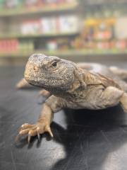 Female Egyptian Uromastyx