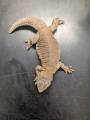 Female Egyptian Uromastyx