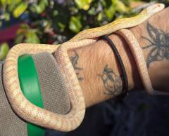 Baby Albino Japanese Ratsnakes