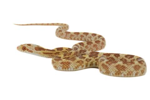 Baby Sulfur Cornsnakes