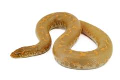 Baby Albino Kenyan Sand Boas