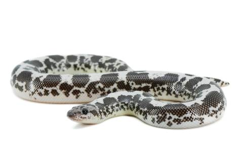 Baby Black & White Kenyan Sand Boas