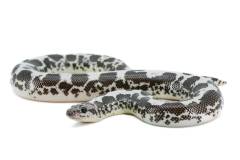 Baby Black & White Kenyan Sand Boas