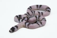 Baby Ghost Honduran Milksnakes