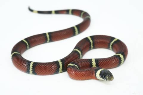 Baby Nelsons Milksnakes