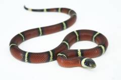 Baby Nelsons Milksnakes