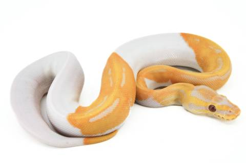 Baby Albino Piebald Ball Pythons