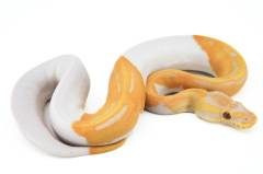 Baby Albino Piebald Ball Pythons