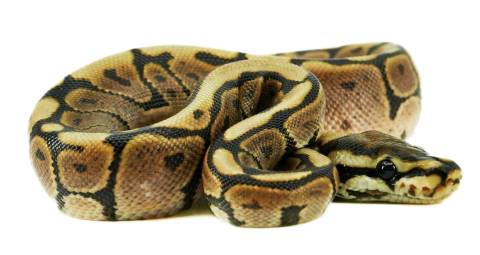 Baby Blackbee Ball Pythons