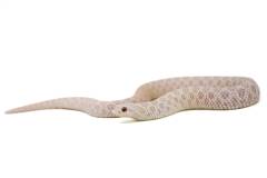 Medium Snow Western Hognose Snakes