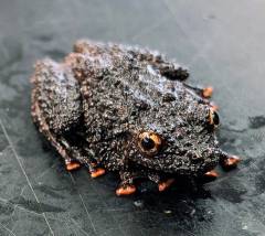 Thai Bug Eyed Wart Frogs