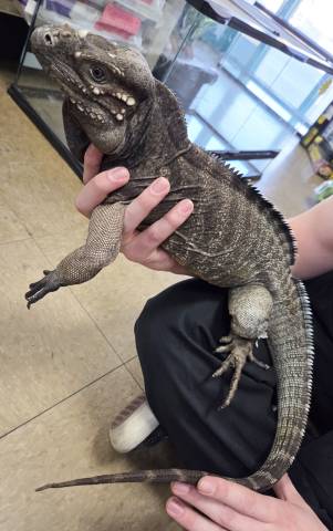Male Rhino Iguana