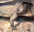 Male Rhino Iguana