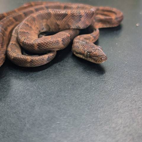 Dominican Red Mountain Boas