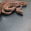 Dominican Red Mountain Boas