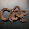 Dominican Red Mountain Boas