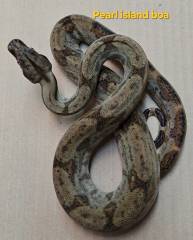 Male Pearl Island Boa