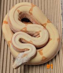 Female VPI Sunglow Fire Colombian Boa