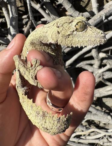 Female Mossy Leaf Tailed Gecko 1
