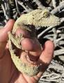 Female Mossy Leaf Tailed Gecko 1