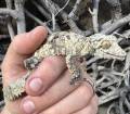 Female Mossy Leaf Tailed Gecko 2