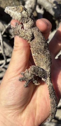 Female Mossy Leaf Tailed Gecko 4