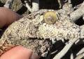 Female Mossy Leaf Tailed Gecko 4