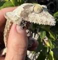 Female Mossy Leaf Tailed Gecko 3