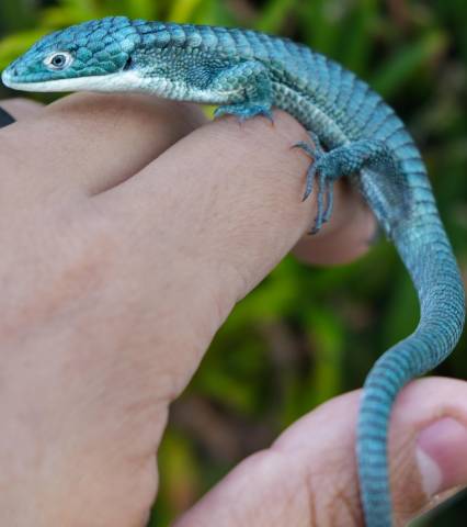 Female Mexican Alligator Lizard