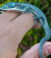 Female Mexican Alligator Lizard