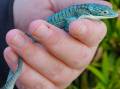 Female Mexican Alligator Lizard