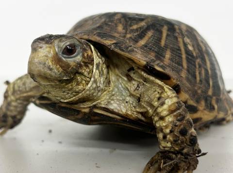 Ornate Box Turtles