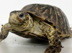 Ornate Box Turtles