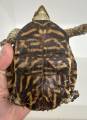 Ornate Box Turtles