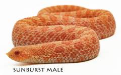 Baby Male Sunburst Western Hognose Snakes