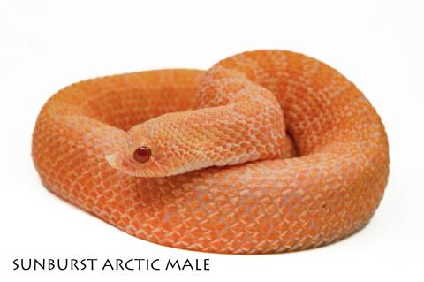 Baby Male Arctic Sunburst Western Hognose Snakes