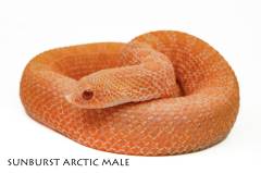 Baby Male Arctic Sunburst Western Hognose Snakes