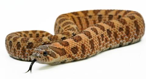 Baby Sable Western Hognose Snakes